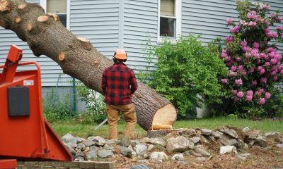 tulsa-tree-service-trees-removed-removal-scaled